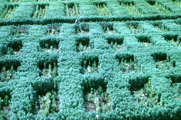 Pollen barrier Fibre hemp used as a pollen barrier for breeding of sugar beet in Yugoslavia.