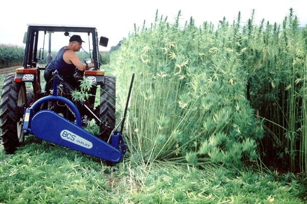 Harvesting
Fibre hemp harvesting with a mowing machine