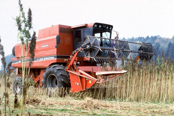 Harvesting Hemp harvesting with a combine fitted with a cutting head