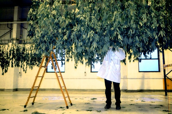 Drying Drying a crop of pharmaceutical-grade drug Cannabis at GW Pharmaceuticals.