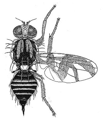 Line drawing of adult R. mendax Line drawing of adult R. mendax