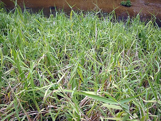 Habit Growth habit at water's edge.