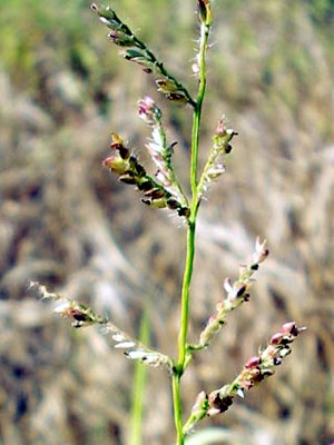 Seed head Seed head.