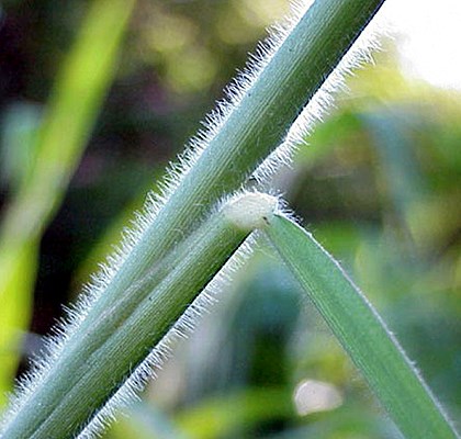 Stem Leaf and stem, note profuse hairs.