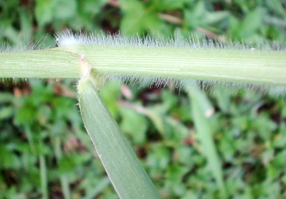 Stem Leaf and stem.
