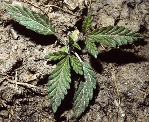 Seedling C. sativa seedling.