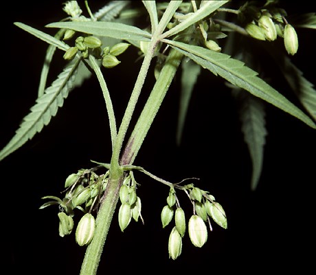 Flowers Male flowers and foliage.