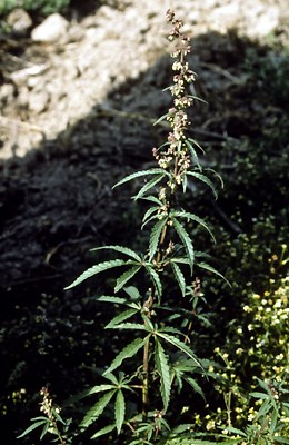 Flowering plant Flowering C. sativa plant, Bhutan.