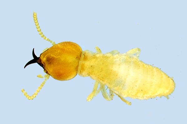 Adult Adult