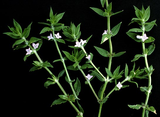 Flowering plant D. teres: plant in leaf and flower.