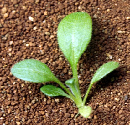 Seedling Seedling of D. teres.