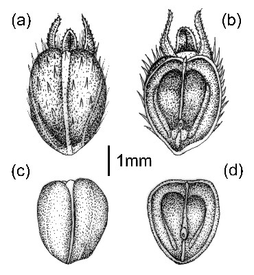 Fruit and seed D. teres: fruits and seed; Coccus (a & b) dorsal and ventral sides; Seed (c & d) dorsal and ventral sides.
