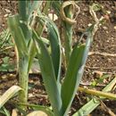 Protecting leeks and onions from pests