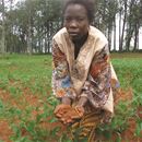 Africa soil health