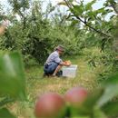 Controlling earwigs in the Falklands