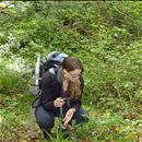 Locating a biological control for tutsan in New Zealand