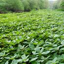 Biological control of Himalayan balsam