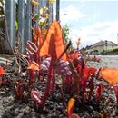 Establishing the psyllid: field studies for the biological control of Japanese knotweed