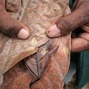 Improved management strategies for cocoa in Papua New Guinea 