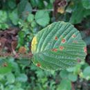 Finding a biocontrol for Himalayan raspberry
