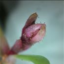 Finding a biocontrol agent for Crassula