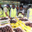 Australia-Africa plant biosecurity partnership