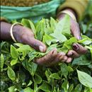 Promoting sustainable tea production in India