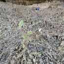 Controlling pest pear in Laikipia