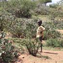 Toolkits for invasive plants in Laikipia, Kenya