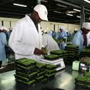 Phytosanitary system development for the vegetable sector in Ghana