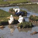 Building capacity for directly planted rice