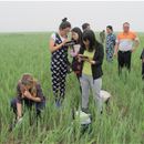 Improving the rational use of pesticides for locusts in China