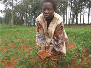 Africa soil health
