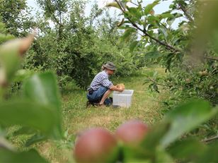 Controlling earwigs in the Falklands