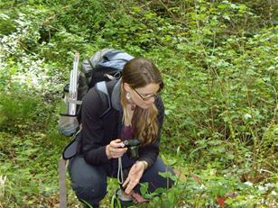 Locating a biological control for tutsan in New Zealand