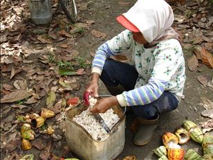 Improving SPS training and knowledge sharing in cocoa (CocoaSafe)