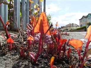 Unknotting Canada's knotweed problem