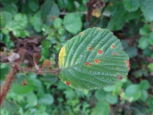 Finding a biocontrol for Himalayan raspberry