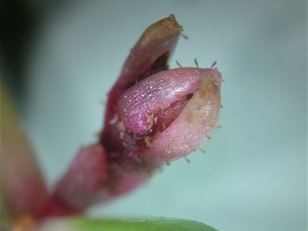 Finding a biocontrol agent for Crassula