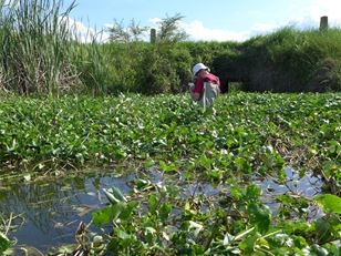 Controlling floating pennywort in a safe and sustainable way