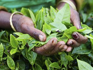 Promoting sustainable tea production in India