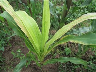 Managing Maize lethal necrosis disease in eastern and central Africa