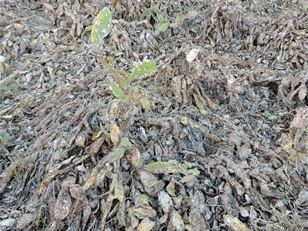 Controlling pest pear in Laikipia
