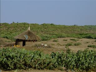 Toolkits for invasive plants in East Africa