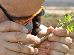 Global warning: A global network of nurseries as early warning system against alien tree pests 