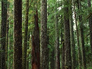 An international plant sentinel network for botanic gardens and arboreta