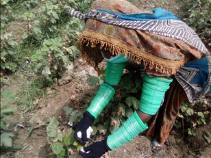 Producing better cotton in Pakistan