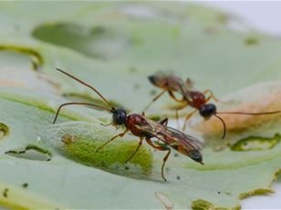 Biological control of diamondback moth in Canada