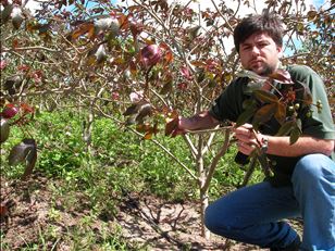 Assessing a biocontrol agent for Jatropha gossypiifolia