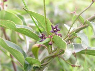 Controlling swallow-worts the sustainable way